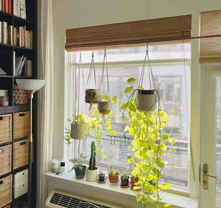 The sunny corner

#modern #bohemian #apartment #plants