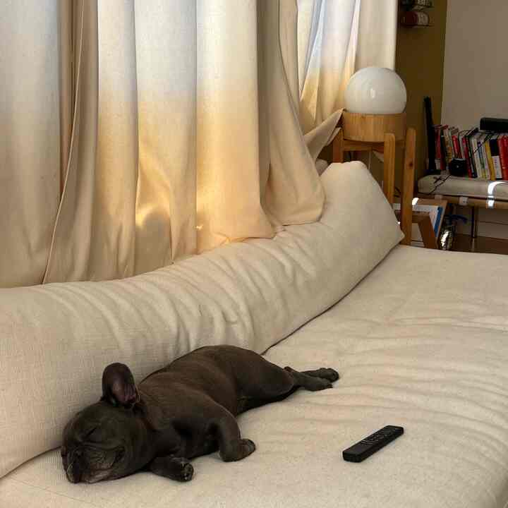 Ivory-toned loft living room with sofa and curtains, featuring a black dog resting comfortably, creating a cozy and calm atmosphere