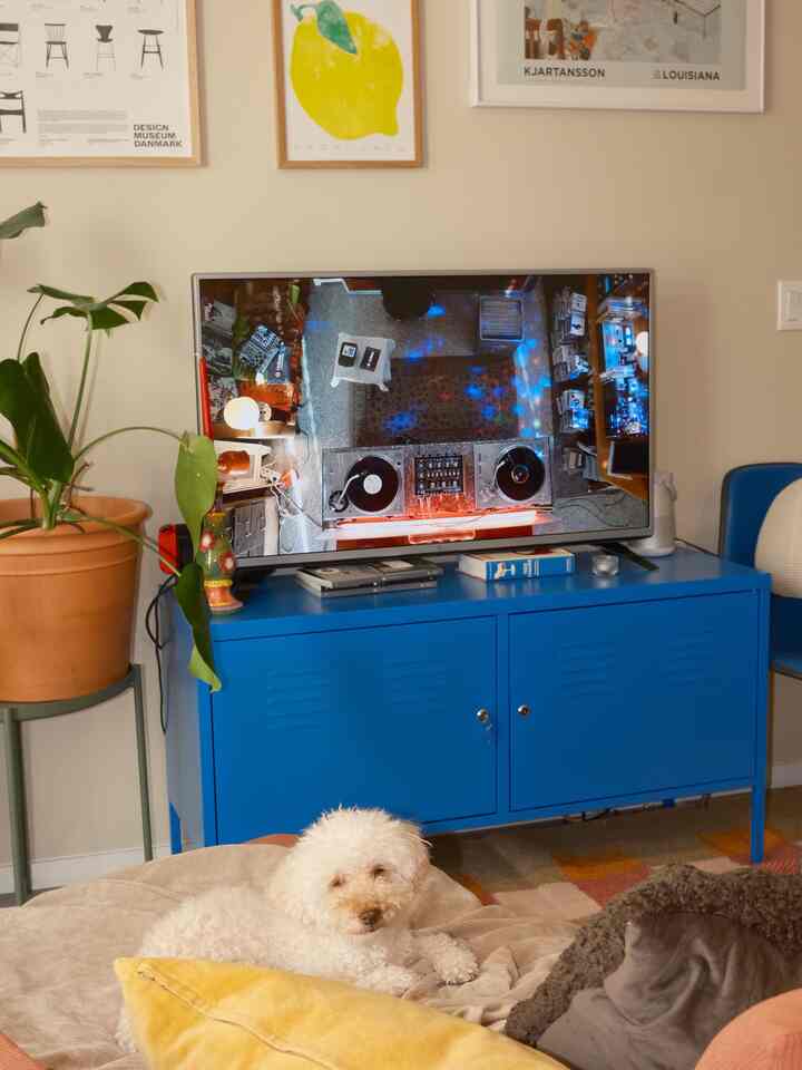 Beige-walled living room featuring a sofa bed, blue TV stand, and a relaxed dog in a mid-century modern style