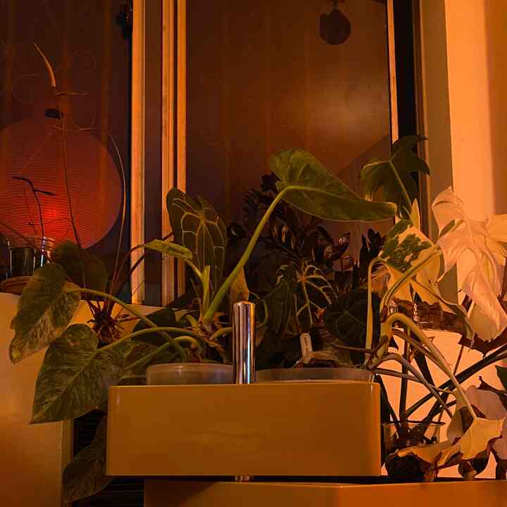 Might need a garden soon 😭 #plantlife