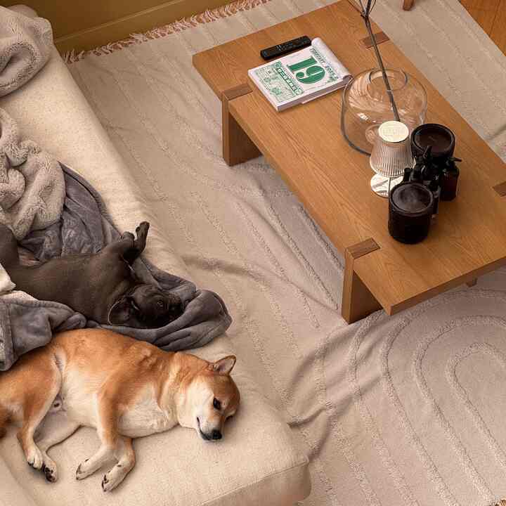 Beige sofa and rug in a loft living room with two dogs resting comfortably, a natural-toned cozy space