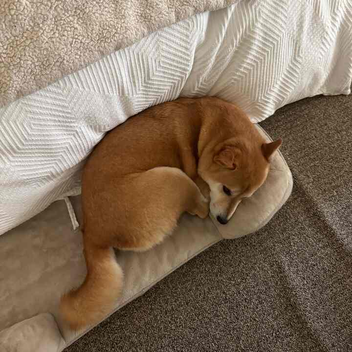 cozy little donut #cozy #loft #cozypup #dogfriendly