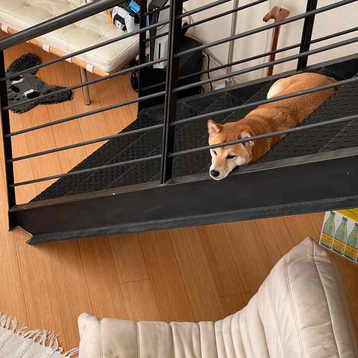 why sleep on the couch when you have stairs? #dogfriendly #cozyhome #loft