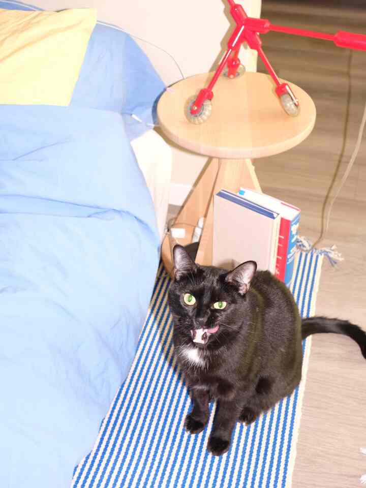 Blue and natural wood toned bedroom featuring a black cat sitting on a blue striped rug next to the bed