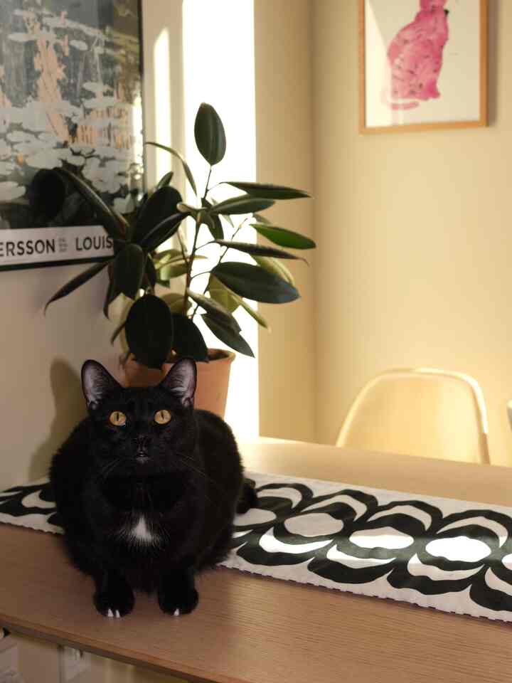 Beige-toned dining room featuring a black cat on the table and a plant, creating a cozy atmosphere