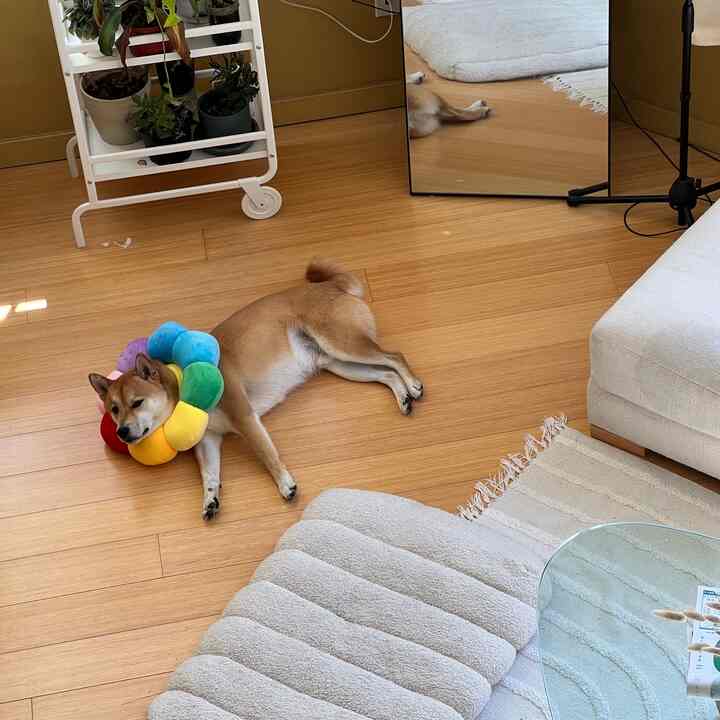 Natural wood-tone floor loft room with ivory sofa, featuring a relaxed dog wearing a rainbow plush collar