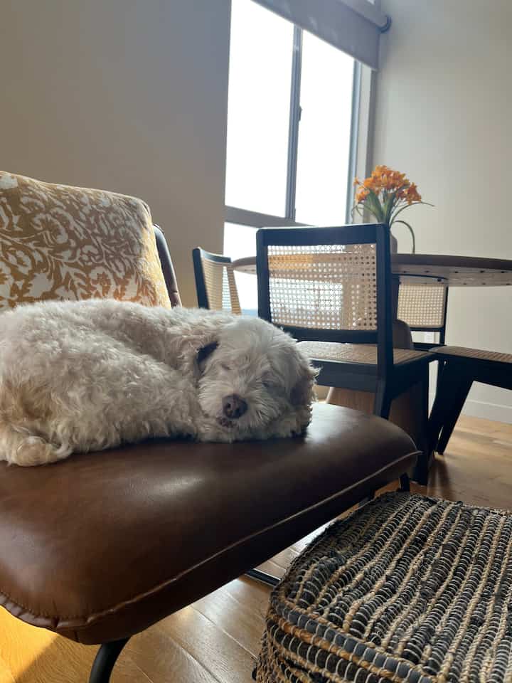 Daisy enjoying her nap in the sun 🌞 #naturalinterior  #leather #leatherchair #sunlight #pouf #livingroom #apartmentinterior 