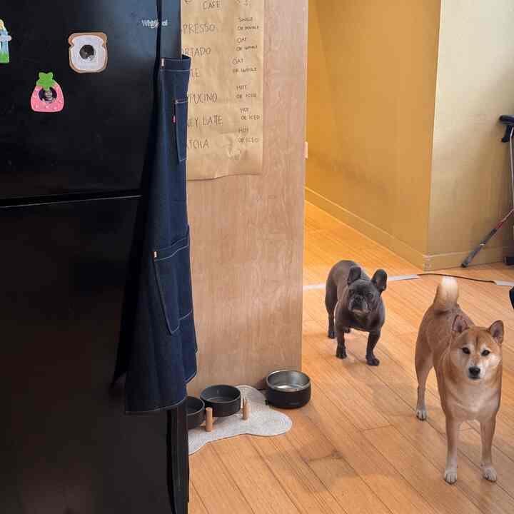 Wood tone floored indoor kitchen featuring a black refrigerator, two dogs, and a pet feeding area creating a cozy atmosphere