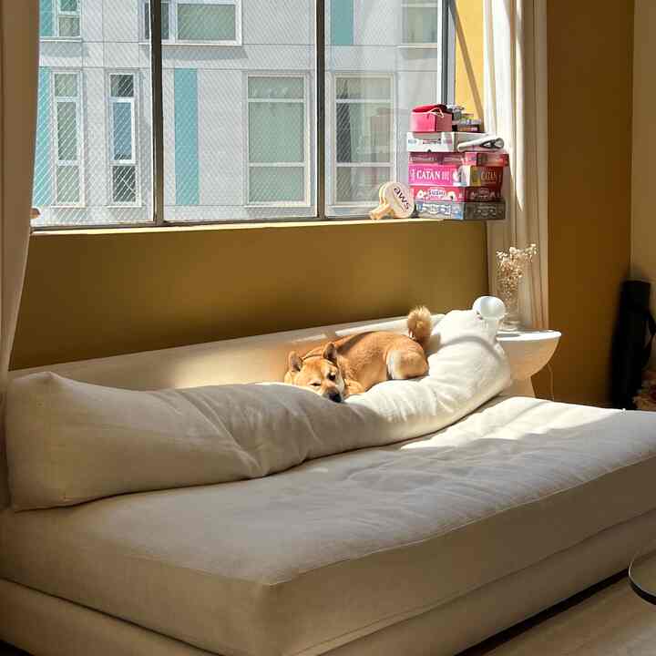 Cozy loft living room with yellow walls and white sofa, featuring a dog sunbathing on the sofa under natural light
