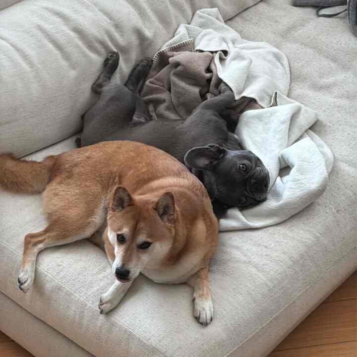 butt buddies #cozy #pets #cute