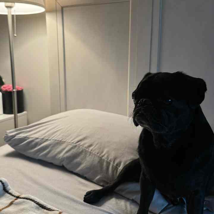 White bedding and floor lamp in bedroom with a black dog sitting on the right, creating a cozy atmosphere