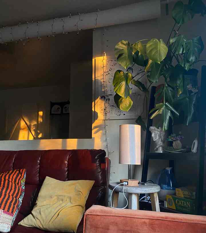 Golden hour lighting is my favorite #mcm #lighting #plants #monstera