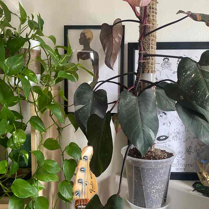 Love my plants! #morning #green #thriving