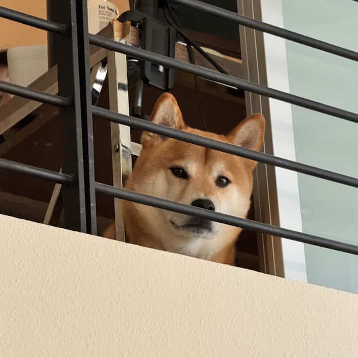 Natural tone home office space featuring a dog looking over a railing, creating a cozy atmosphere