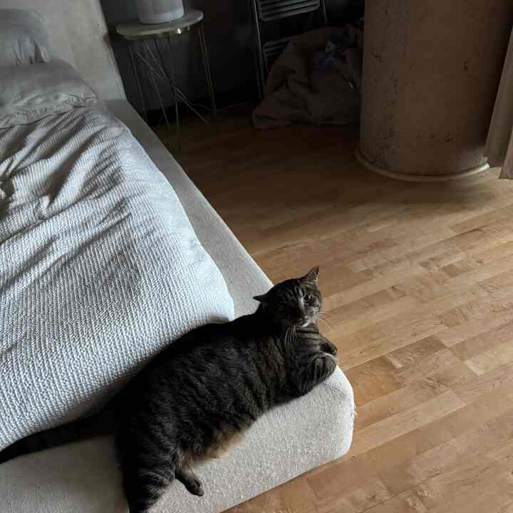 Cozy bedroom with natural wood tone flooring, white bedding, and a cat lounging on the sofa edge