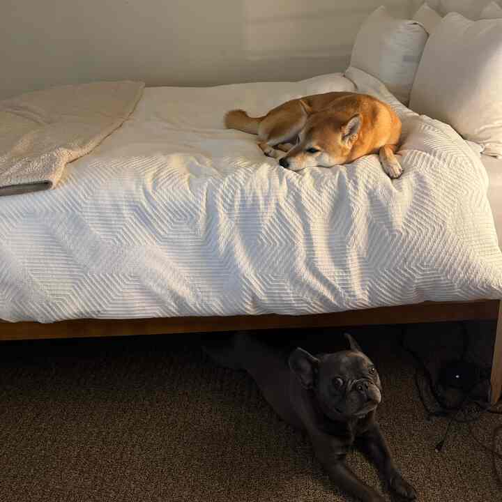 White and beige toned bedroom featuring a bed with a dog lying on top and another dog resting under it, creating a cozy atmosphere