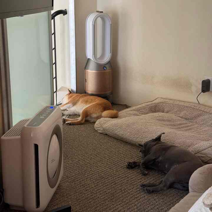 Nap time #bedroom #loft #dogs