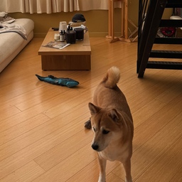 kaiju is confused where our rug went #loft #japandi #sanfrancisco