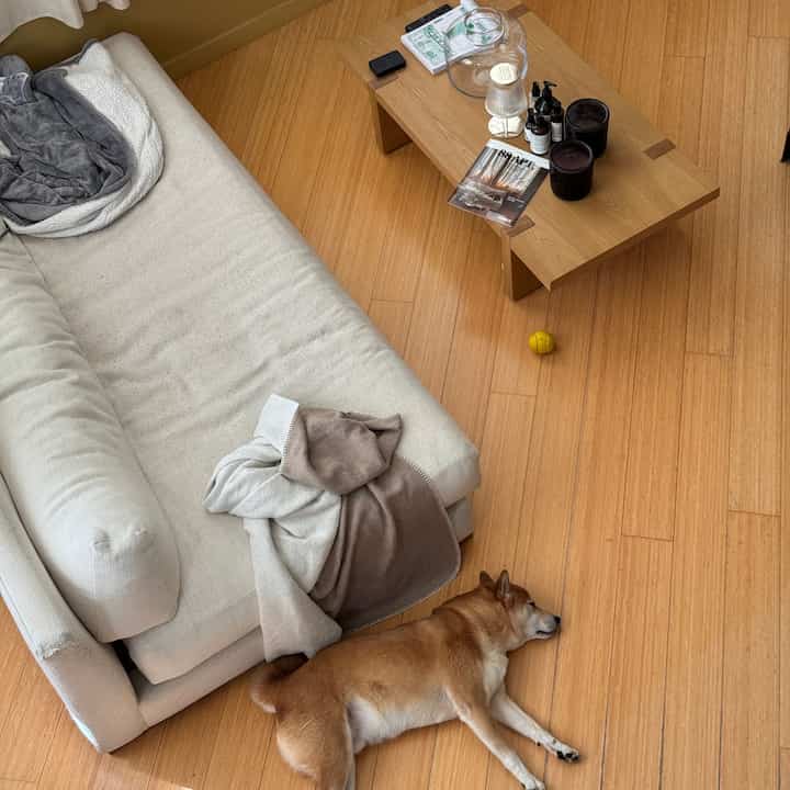 Natural color wood tone living room featuring beige sofa and a dog resting on the floor with cozy atmosphere