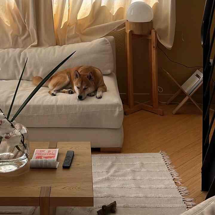 Natural-toned living room with a beige sofa featuring a dog lying on it, a wooden coffee table, and a rug creating a cozy atmosphere