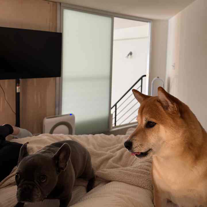 Beige and white toned bedroom featuring two dogs resting on a cozy throw blanket, creating a warm atmosphere