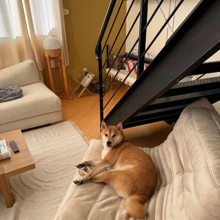 togo > dog bed #mostloved #favorite #dog