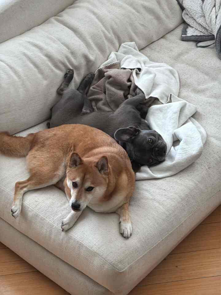 Ivory and beige-toned sofa with two dogs lying comfortably on blankets in a cozy living room space