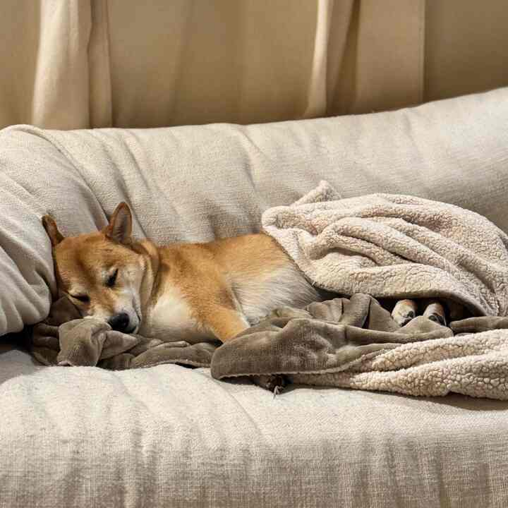 Cozy living room with warm ivory and beige tones, featuring a sofa with blankets and a dog resting comfortably
