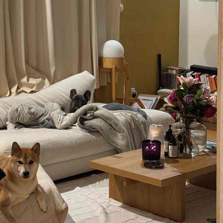Beige and wood tone living room featuring a cream sofa, wooden coffee table, two dogs, and a cozy atmosphere