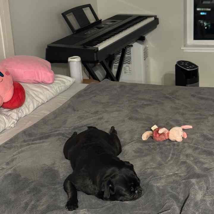 Gray and pink toned bedroom featuring a black dog lying center on bed, with electronic keyboard and pink plush toy arranged creating a cozy atmosphere