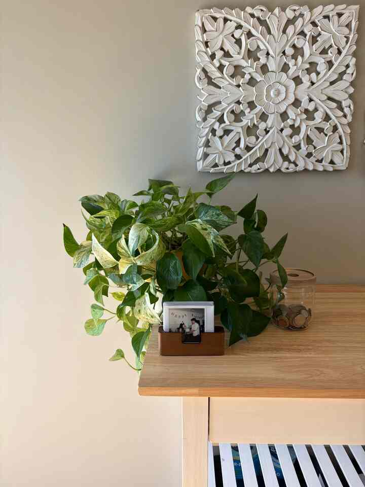 🪴 #plant #woodenfurniture #polaroid #photo