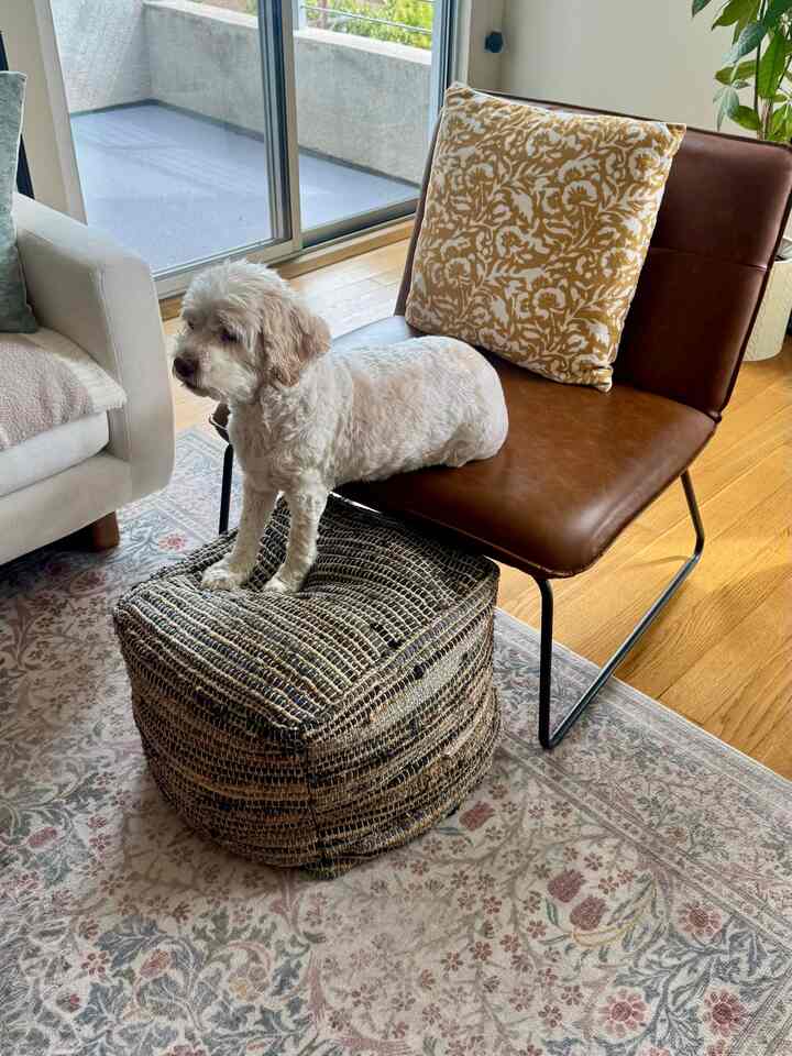 Natural color tone living room featuring a patterned rug, leather armchair, ottoman with a white dog perched comfortably