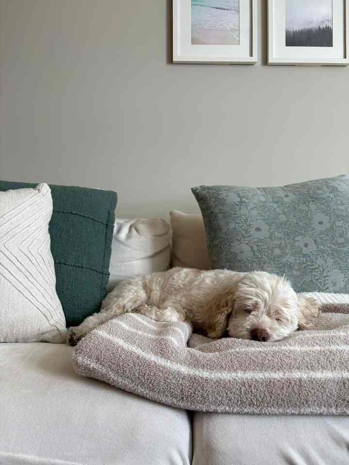 Daisy got a bath today, so she’s feeling particularly tired 🛁 #dog #cockapoo #whitesofa #cozylivingroom #cozyhome 