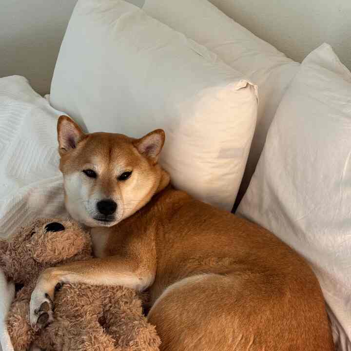 cozy bear #bedtime #cozy #bedroom