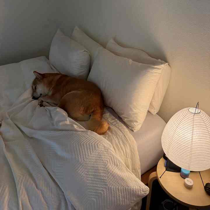 White and brown toned bedroom featuring a dog sleeping on the bed and a Noguchi Japanese lantern lamp on the nightstand, creating a cozy atmosphere