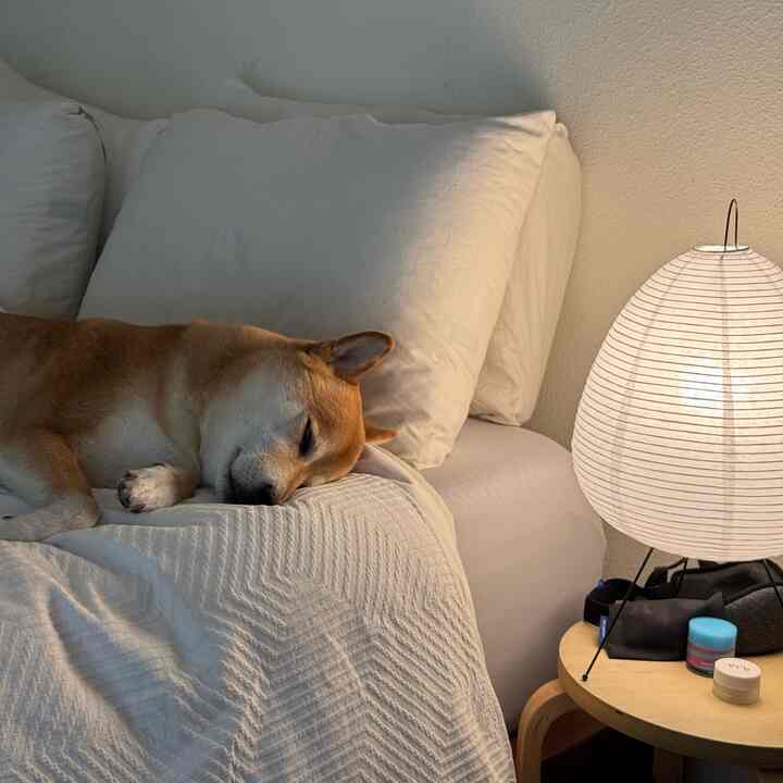 White-toned bedroom featuring a sleeping dog on bed with pillows and warm ambient lighting creating a cozy atmosphere