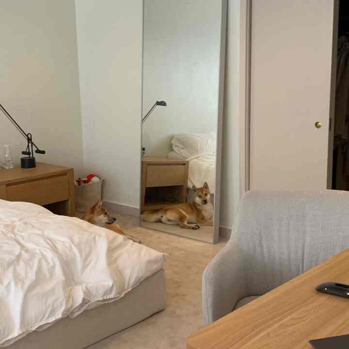 Simple bedroom with wood tone furniture and white bedding, cozy space featuring a dog lying on the floor