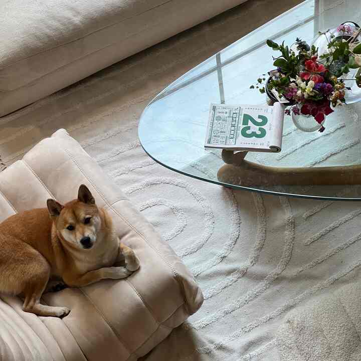 Natural-toned living room featuring a beige sofa with a dog lying on it, a glass coffee table with flowers, creating a cozy atmosphere