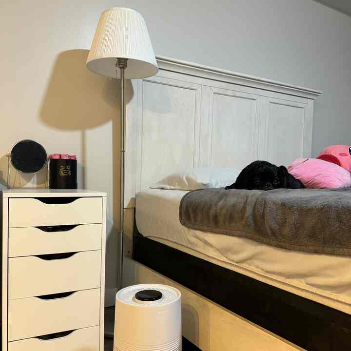 White-toned bedroom featuring a white drawer unit and floor lamp, with a cozy bed that includes a black dog lying on a gray blanket