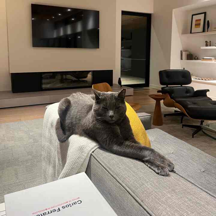 Gray and wood tone living room featuring a sofa with a relaxed cat in the center and Mid-Century Modern chair on the right