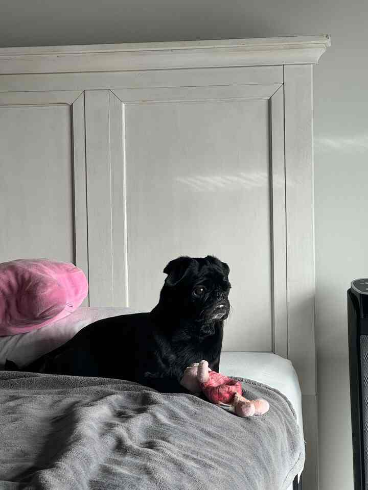 White and gray toned bedroom featuring a bed with a black dog holding a pink plush toy in a cozy setting