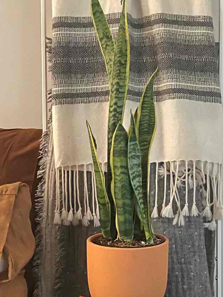 #snakeplants #citizenry 