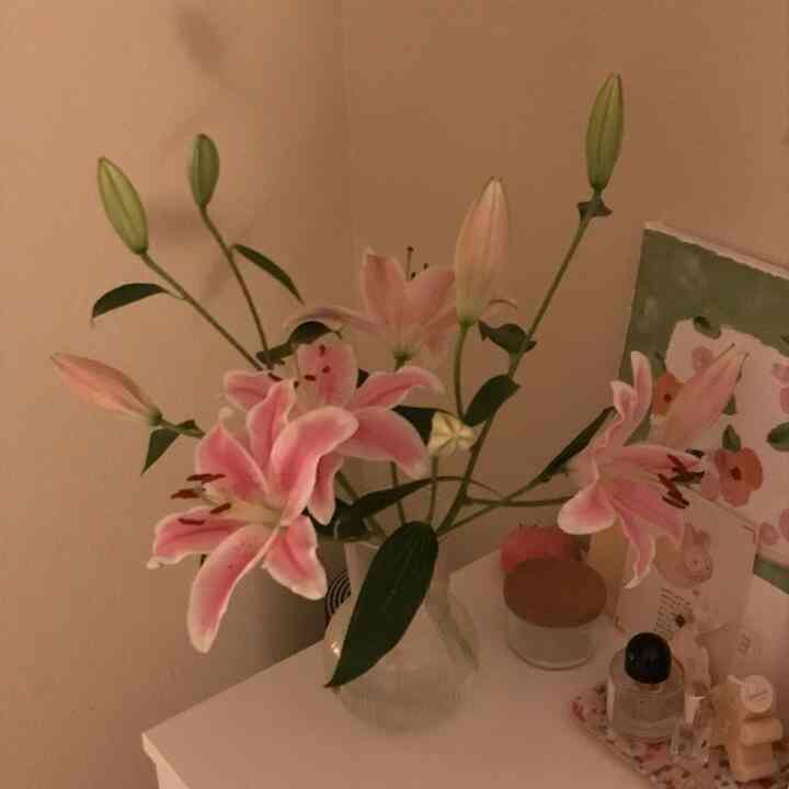 #lily full bloom 