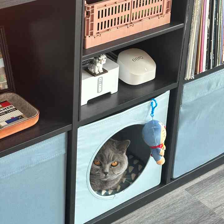 A gray British Shorthair cat sits inside a light sky blue pet house integrated into a black bookshelf, creating a cozy corner in an apartment living area.