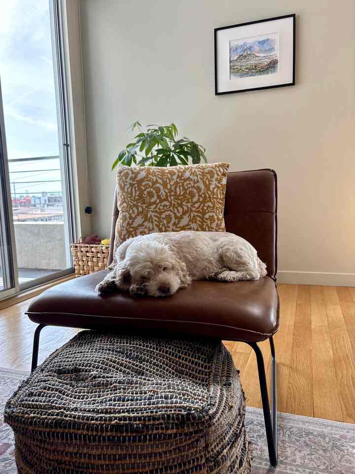 Lounge chairs aren’t only for humans 🐶 #leatherchair #midcenturymodern #warminterior #livingroom