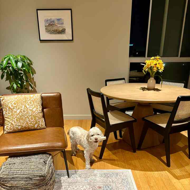 Daisy’s night time ritual includes hiding her bone around the apartment #livingroom #midcenturymodern #woodenfurniture #leatherchair #warmfeeling #article 