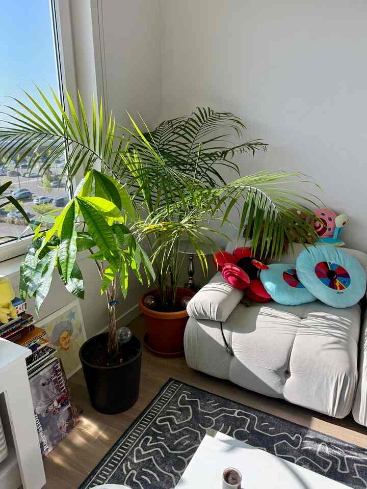 When the sun comes into our living room #sunlight #greenery #plantdecor #colorpop