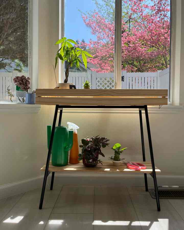 The sun has been kind lately, so I let my plants enjoy their afternoon sunbathing outside. Meanwhile, the one indoors linger quietly in softer light. 

#indoorplant #plantstand #ikeafurniture #plantshelf 