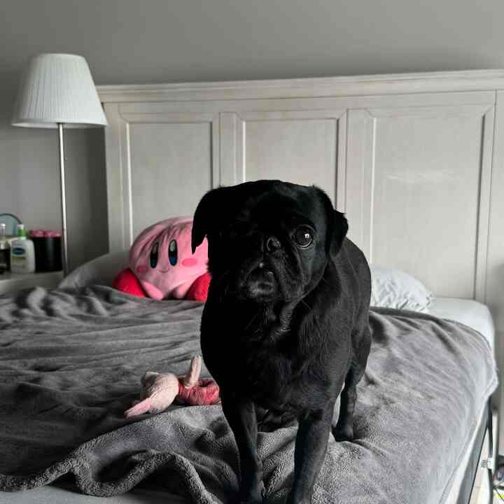 Natural-toned bedroom featuring a black dog standing on bed with a pink plush toy and white floor lamp