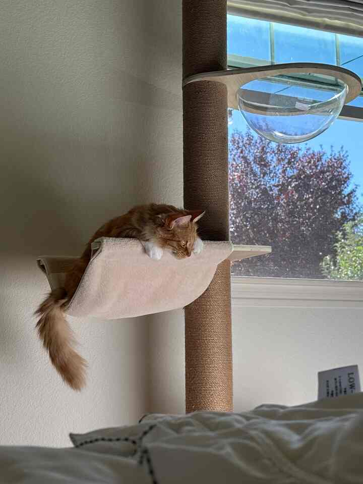 Natural color tone living room featuring a cat lounging on a cat tower by the window with soft daylight